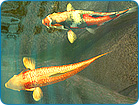 Koi Fish