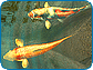 Koi Pond Lite